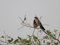 Diederik Cuckoo (Chrysococcyx caprius)