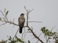 Diederik Cuckoo (Chrysococcyx caprius)
