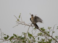 Diederik Cuckoo (Chrysococcyx caprius)