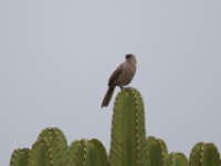 Black-lored Babbler (Turdoides sharpei)