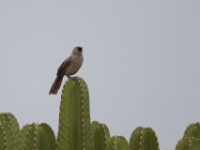 Black-lored Babbler (Turdoides sharpei)
