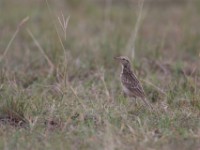 African Pipit (Anthus cinnamomeus)