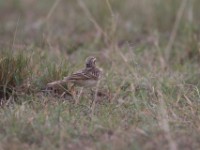 African Pipit (Anthus cinnamomeus)