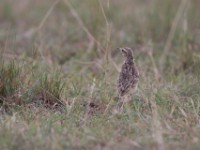 African Pipit (Anthus cinnamomeus)