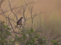 Moustached Grass Warbler (Melocichla mentalis)