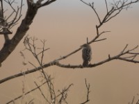 Croaking Cisticola (Cisticola natalensis)