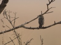 Croaking Cisticola (Cisticola natalensis)