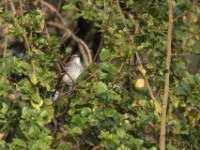 Brown-backed Scrub Robin (Cercotrichas hartlaubi)