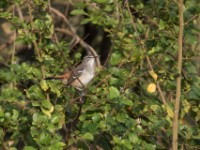 Brown-backed Scrub Robin (Cercotrichas hartlaubi)