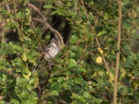 Brown-backed Scrub Robin (Cercotrichas hartlaubi)