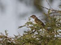 Black Cuckooshrike (Campephaga flava)