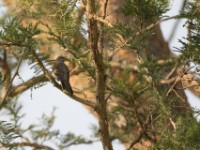 Black Cuckooshrike (Campephaga flava)