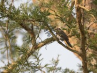 Black Cuckooshrike (Campephaga flava)