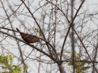 African Firefinch (Lagonosticta rubricata)