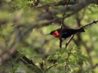 Scarlet-chested Sunbird (Chalcomitra senegalensis)