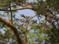 Buff-bellied Warbler (Phyllolais pulchella)