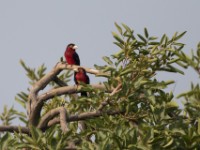 Double-toothed Barbet (Lybius bidentatus)