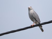 Lizard Buzzard (Kaupifalco monogrammicus)