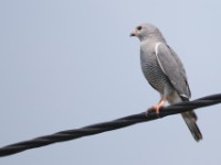 Lizard Buzzard (Kaupifalco monogrammicus)