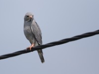 Lizard Buzzard (Kaupifalco monogrammicus)