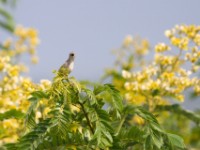 Rattling Cisticola (Cisticola chiniana)