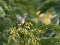 Rattling Cisticola (Cisticola chiniana)