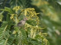 Rattling Cisticola (Cisticola chiniana)