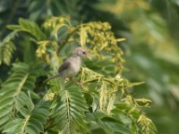 Rattling Cisticola (Cisticola chiniana)