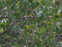 Yellow-fronted Tinkerbird (Pogoniulus chrysoconus)