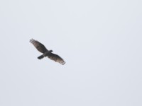 African Cuckoo-Hawk (Aviceda cuculoides)