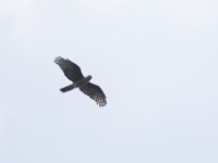 African Cuckoo-Hawk (Aviceda cuculoides)