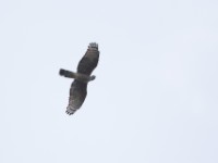 African Cuckoo-Hawk (Aviceda cuculoides)