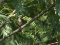 Grey-headed Kingfisher (Halcyon leucocephala)