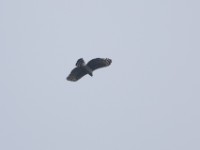 Crowned Eagle (Stephanoaetus coronatus)