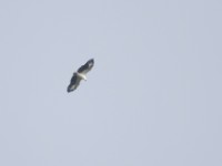 Palm-nut Vulture (Gypohierax angolensis)