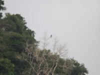 Piping Hornbill (Bycanistes fistulator)