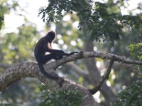 Grey-cheeked Mangabey (Lophocebus albigena)