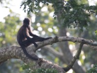 Grey-cheeked Mangabey (Lophocebus albigena)