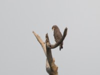Western Banded Snake Eagle (Circaetus cinerascens)