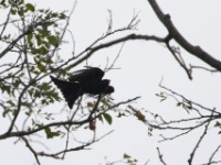 Velvet-mantled Drongo (Dicrurus modestus)