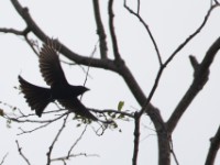 Velvet-mantled Drongo (Dicrurus modestus)