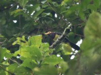 Yellow-billed Barbet (Trachyphonus purpuratus)