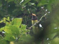 Yellow-billed Barbet (Trachyphonus purpuratus)
