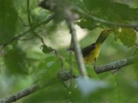 Yellow-lored Bristlebill (Bleda notatus)