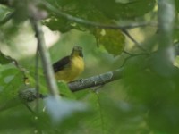Yellow-lored Bristlebill (Bleda notatus)