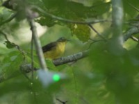 Yellow-lored Bristlebill (Bleda notatus)