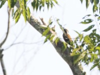 Yellow-crested Woodpecker (Chloropicus xantholophus)