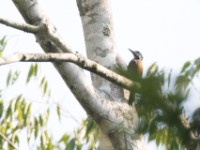 Yellow-crested Woodpecker (Chloropicus xantholophus)