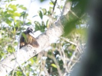 Yellow-crested Woodpecker (Chloropicus xantholophus)