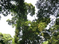Semliki